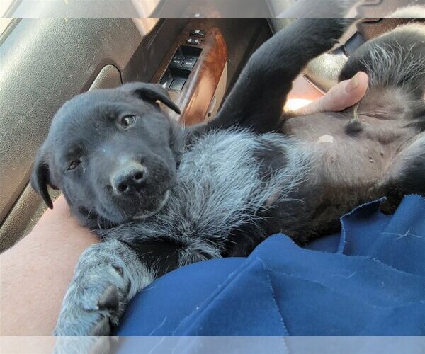 Medium Photo #8 Australian Shepherd-German Shepherd Dog Mix Puppy For Sale in Corona, CA, USA