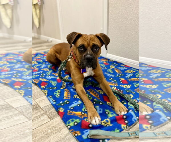 Medium Photo #9 Boxer Puppy For Sale in  Katy, TX, USA