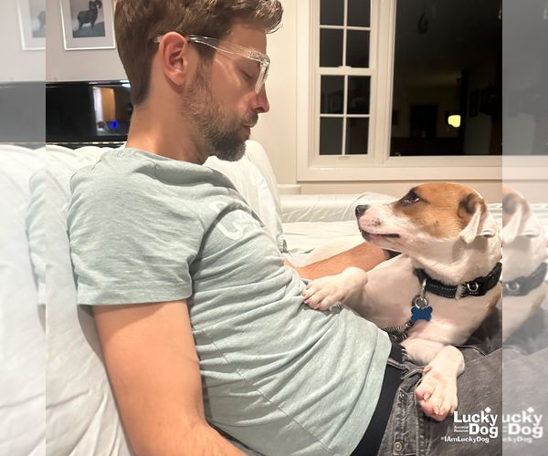 Medium Photo #7 Beagle-Unknown Mix Puppy For Sale in Washington, DC, USA