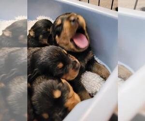 Rottweiler Litter for sale in OLYMPIA, WA, USA