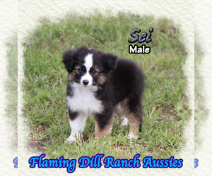 Miniature Australian Shepherd Puppy for sale in FORESTBURG, TX, USA