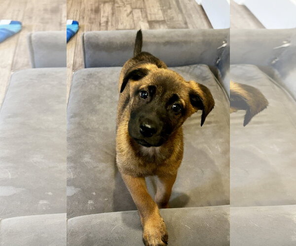 Medium Photo #10 Black Mouth Cur-Labrador Retriever Mix Puppy For Sale in Hillsboro, MO, USA