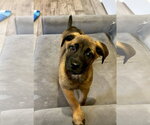 Small #9 Black Mouth Cur-Labrador Retriever Mix