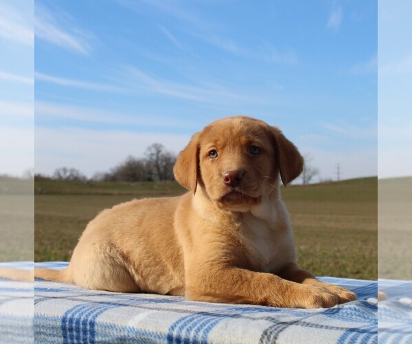 Medium Photo #1 Labrador Retriever Puppy For Sale in HAGERSTOWN, MD, USA
