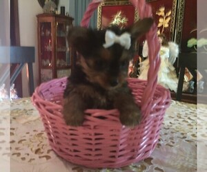 Yorkshire Terrier Puppy for sale in NEWNAN, GA, USA