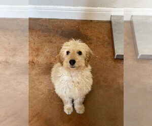 Golden Retriever Dogs for adoption in Bolivar, MO, USA