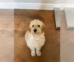 Small Golden Retriever