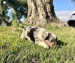 Small Photo #9 Miniature Australian Shepherd Puppy For Sale in TONASKET, WA, USA
