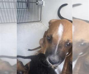 Labrador Retriever-Unknown Mix Dogs for adoption in Houston, TX, USA