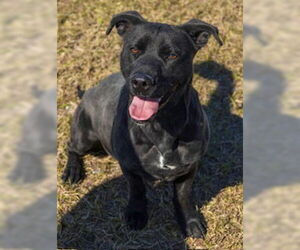 Labrador Retriever-Unknown Mix Dogs for adoption in Perry, GA, USA