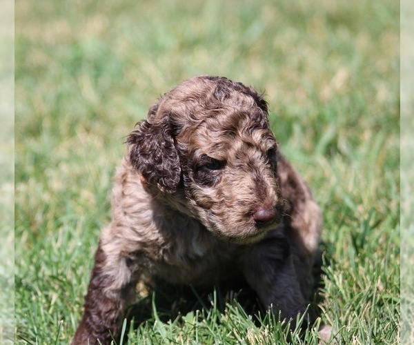 Medium Photo #63 Goldendoodle Puppy For Sale in HOWARD CITY, MI, USA