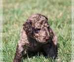 Small Photo #63 Goldendoodle Puppy For Sale in HOWARD CITY, MI, USA