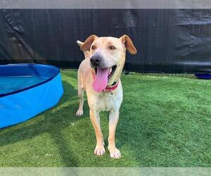 Chinese Shar-Pei-Unknown Mix Dogs for adoption in Orange, CA, USA