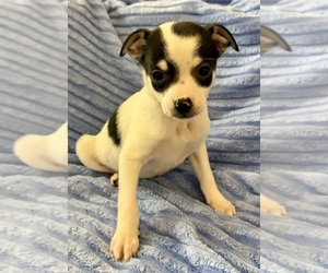 Chihuahua Puppy for sale in FAIR HAVEN, MI, USA