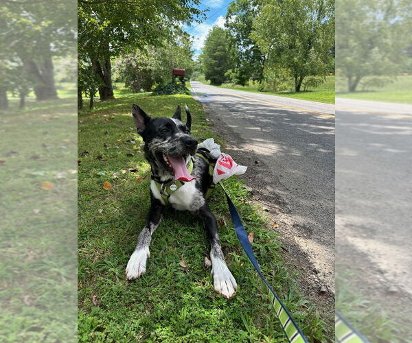 Medium Photo #12 Mutt Puppy For Sale in Candler, NC, USA