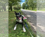 Small Photo #12 Mutt Puppy For Sale in Candler, NC, USA