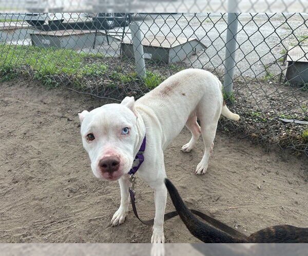Medium Photo #1 American Pit Bull Terrier Puppy For Sale in Ocala, FL, USA