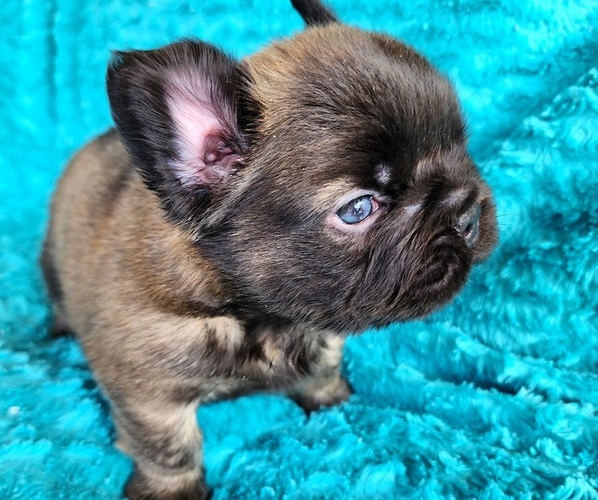 Medium Photo #13 French Bulldog Puppy For Sale in LAS VEGAS, NV, USA