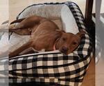 Small #26 Labrador Retriever Mix