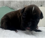 Small #7 Boxer