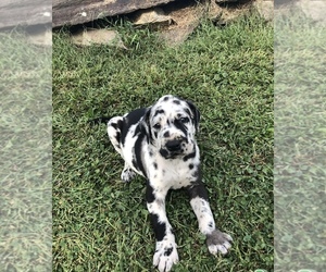 Great Dane Puppy for sale in BELLEVUE, KY, USA