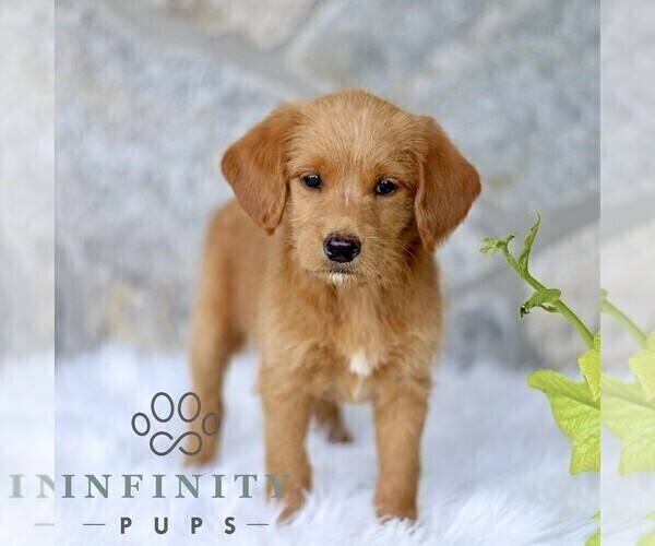 Medium Photo #1 Miniature Labradoodle Puppy For Sale in BIRD IN HAND, PA, USA