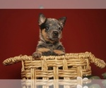 Small Photo #4 Australian Cattle Dog Puppy For Sale in PILOT, VA, USA
