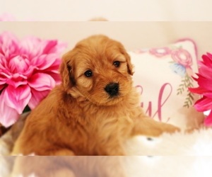 Goldendoodle Puppy for sale in BRIGHTON, MO, USA