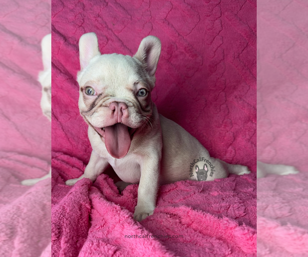 Medium Photo #4 French Bulldog Puppy For Sale in SACRAMENTO, CA, USA