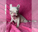 Small #3 French Bulldog