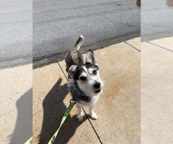 Medium Photo #5 Siberian Husky-Unknown Mix Puppy For Sale in Stephens City, VA, USA