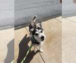Small #4 Siberian Husky Mix