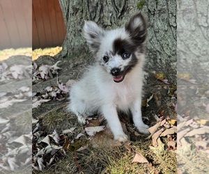 Pomeranian Puppy for Sale in CHESTERFIELD, Michigan USA