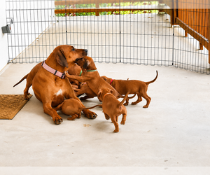 Rhodesian Ridgeback Puppy for sale in MADISON, GA, USA