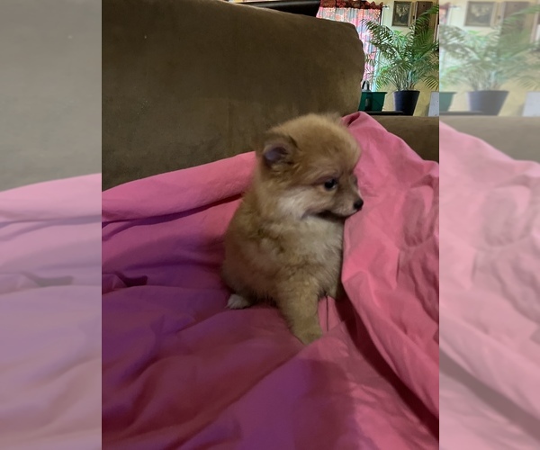 Medium Photo #2 Pomeranian Puppy For Sale in VICTORIA, TX, USA