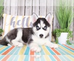 Small Photo #1 Siberian Husky Puppy For Sale in MOUNT VERNON, OH, USA