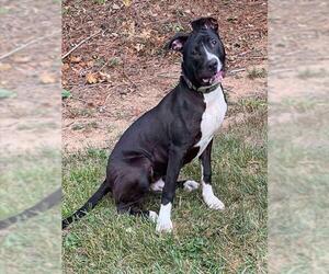 American Pit Bull Terrier Dogs for adoption in Westminster, MD, USA