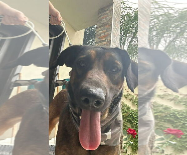 Medium Photo #4 Mutt Puppy For Sale in Lake Forest, CA, USA
