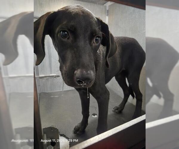 Medium Photo #1 Labrador Retriever-Unknown Mix Puppy For Sale in San Antonio, TX, USA