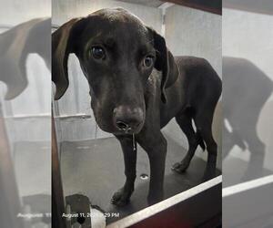 Labrador Retriever-Unknown Mix Dogs for adoption in San Antonio, TX, USA