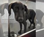 Small Labrador Retriever Mix