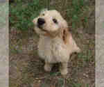 Puppy 6 Goldendoodle