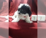 Puppy 2 Poo-Ton