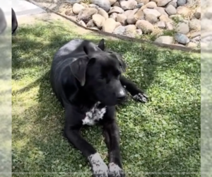 American Pit Bull Terrier-Red Heeler Mix Dogs for adoption in Bellevue, WA, USA
