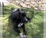 Small American Pit Bull Terrier-Red Heeler Mix