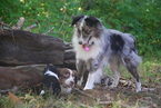 Small Photo #1 Miniature Australian Shepherd Puppy For Sale in FAIRFIELD, CT, USA