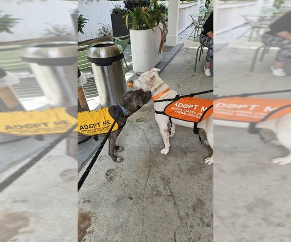 Medium Photo #15 Mutt Puppy For Sale in Rockaway, NJ, USA