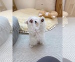 Small #3 Maltese