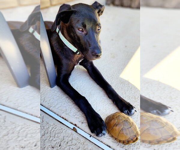 Medium Photo #3 Labrador Retriever-Unknown Mix Puppy For Sale in Flower Mound, TX, USA