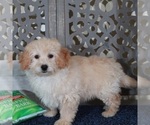 Small #3 Poochon